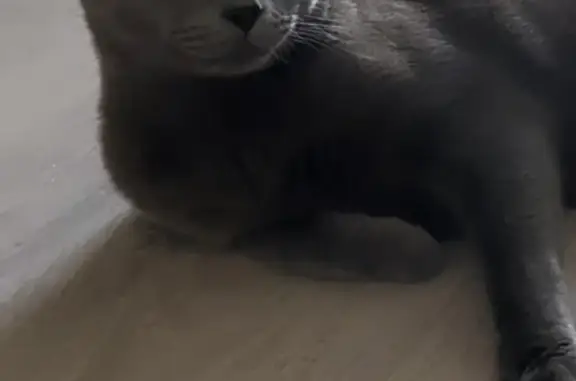 Кошки потеряшки, Новосибирск, фото: Потеряшка кошка на улице Ясный Берег, 25, Новосибирск