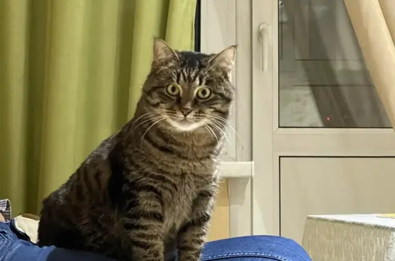 Пропала кошка Кекс на Коммунистической, 2А, Дрезна