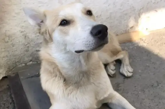 Собака найдена на улице Догаева, 15