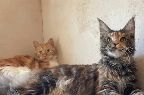 Кошки потеряшки, Санкт-Петербург, фото: Потеряшка кошка в Фрунзенском районе, улица Белы Куна, 6 к1