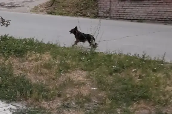 Пропала собака на Линейной, Заельцовский район