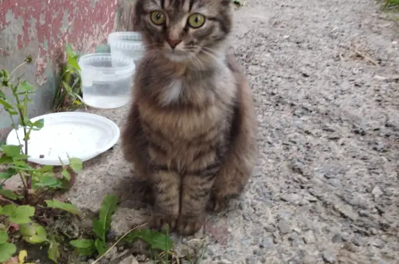 Найдена ручная кошка на Букинском шоссе, Лобня