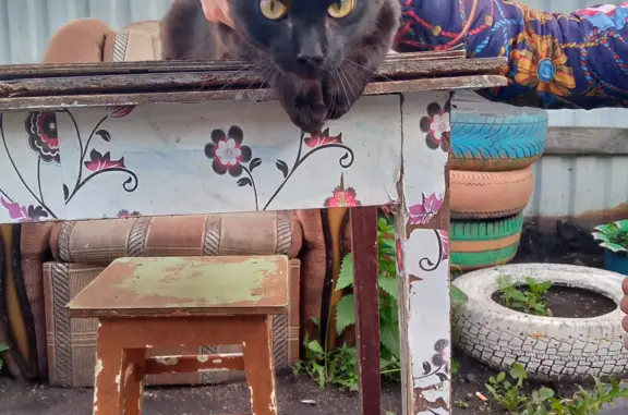 Найдена кошка на Станционной улице, 19, Курган
