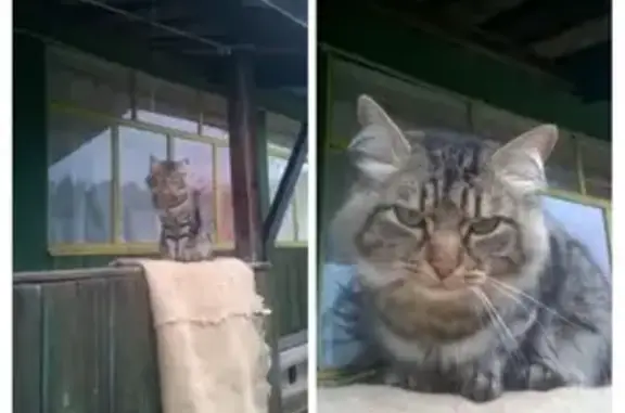 Потерянные животные Нижний Тагил, фото: Пропала пушистая кошка в Нижнем Тагиле: 65К-4103180