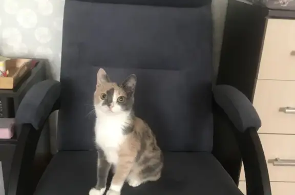 Кошки потеряшки, Ярославль, фото: Потеряшка трехцветная кошечка на ул. Володарского, 8