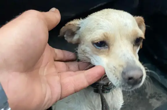 Потерян пёс на проспекте Героев Сталинграда, Волгоград