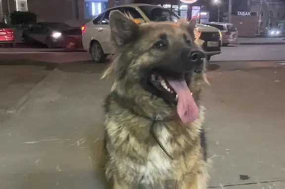 Собака Мальчик найдена на ул. Чапаева, 119, Саратов