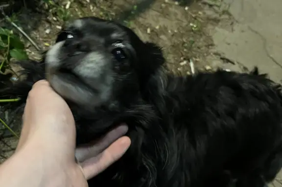 Собака найдена на Садовой, 28А в Одинцово.