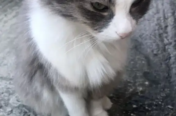 Найдена кошка в Сочи на Городском переулке, дом 4А
