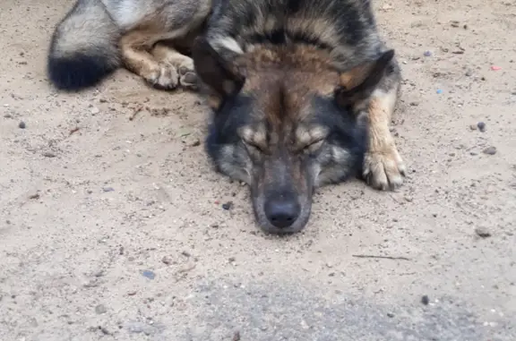 Собака найдена в Выльтыдоре, Республика Коми