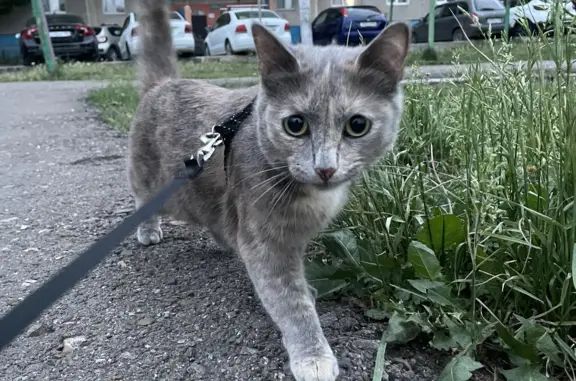 Пропала серая кошка на ул. Павлика Морозова, 13, Уфа
