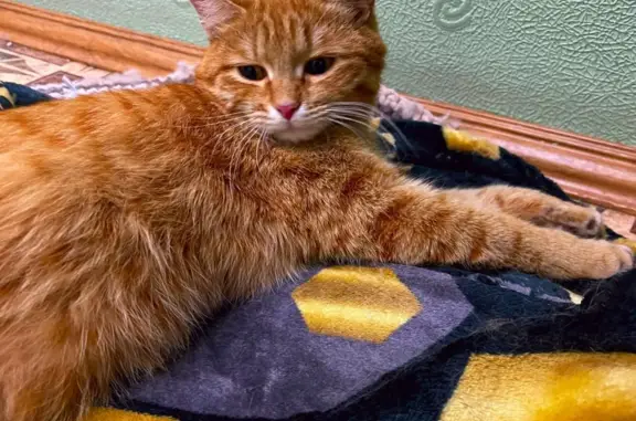Найдена рыжая кошка на пр. Мира, 16, Нижний Тагил