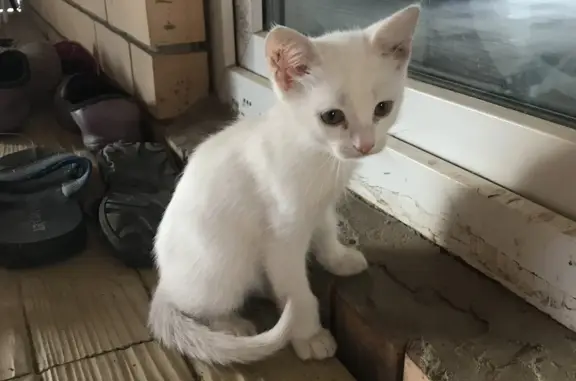 Котёнок найден: ул. Аксакова, 20, Ивановка