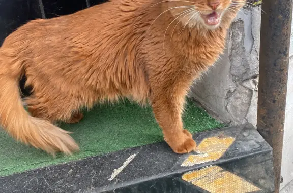 Найдена кошка Рыжая на Остоженке, 20, Москва