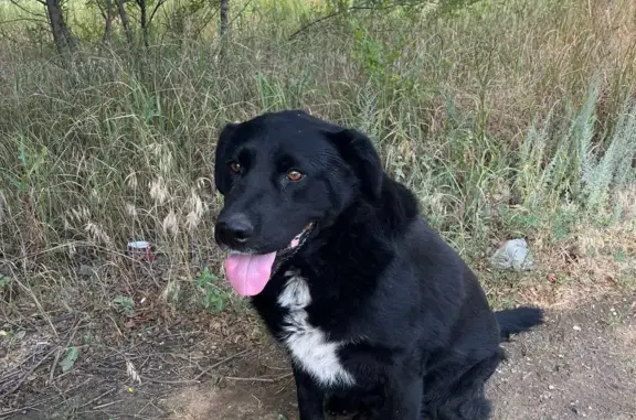 Найдена собака: чёрный лабрадор, промзона, Волгоград