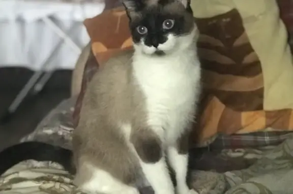 Кошки потеряшки, Санкт-Петербург, фото: Потеряшка кошка, вознаграждение! Ул. Бабушкина, 39 к2, СПб