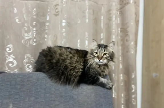 Пропал кот Маркиз в Первомайском, Москва