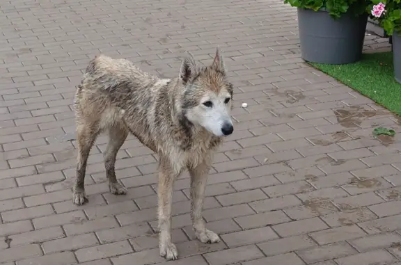 Собака Худая хаски найдена на Трёхсвятской улице, Тверь