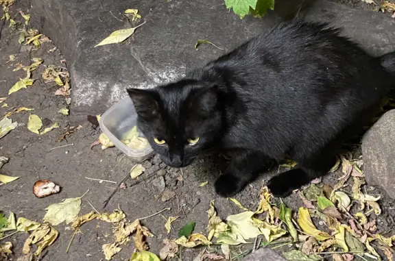 Кошка с ошейником на Талсинской улице, Щёлково