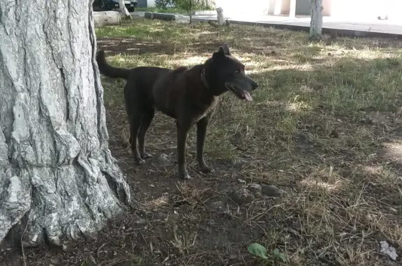 Найдена собака, Красноярск, фото: Собака найдена на Красной улице, 80, Тимашёвск