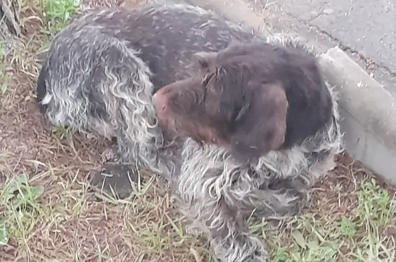 Найдена собака Сука, 6+ лет, с клеймом: Ишино, 46Н-12391