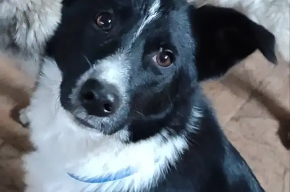 Найдена собака с демодекозом у гипермаркета, стерелизована