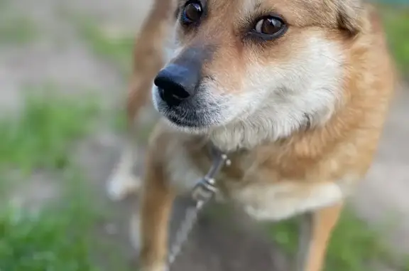 Пропала собака в Эду, Гатчинский район, Ленинградская область
