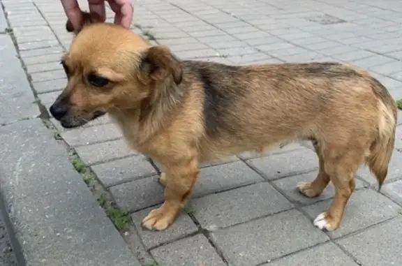 Найдена рыжая собака на Ленинском проспекте