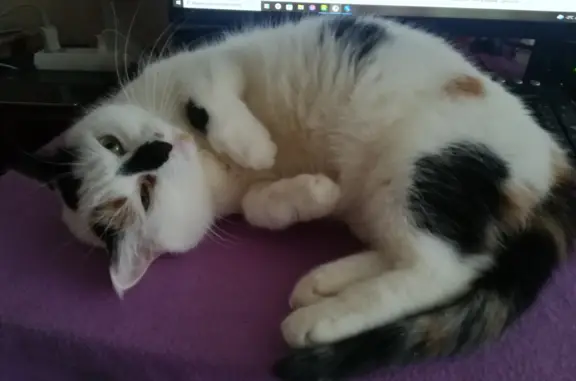 Потерянные животные Санкт-Петербург, фото: Пропала трёхцветная кошка Муся на Светлановском проспекте, 101