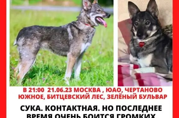 Пропала собака на Ясеневской аллее, Москва
