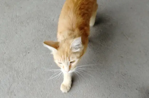 Найдена рыжая кошка на Солнечной улице, Воронеж