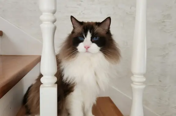 Потерянные животные Смоленск, фото: Пропал кот 22.06 в пос. Вишенки, Смоленск