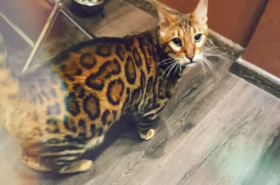 Пропал кот бенгальской породы в Владимирской области