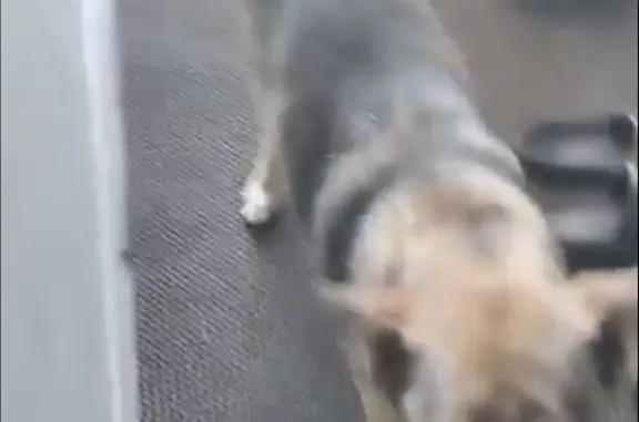 Пропала слепая собака Чолли, Раменское, Московская область