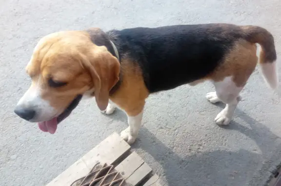 Найдена собака с ошейником в Ивановке