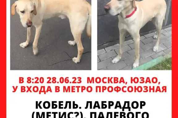 Найдена собака Лабрадор палевого окраса с синим ошейником, у метро Профсоюзная