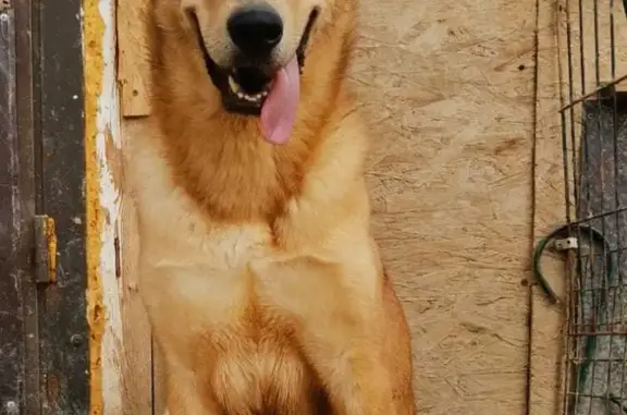 Пропала собака в Раменском районе, д. Гжель