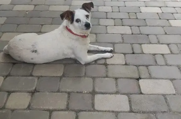 Пропала собака в Мирновском поселении, Крым