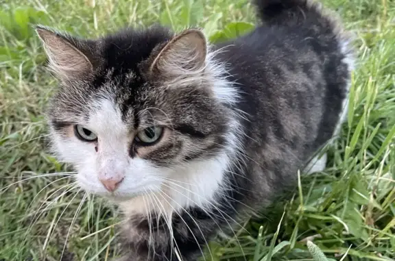 Найдена домашняя кошка на пр. Ленина, Колпино
