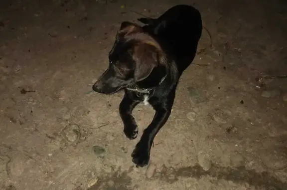 Найдена собака с белыми пятнами на задних лапах, ул. Свободы, 413Б, Майкоп