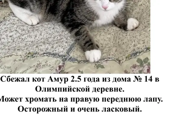 Пропала кошка Амур, ул. Мичуринский Проспект, 14, Москва
