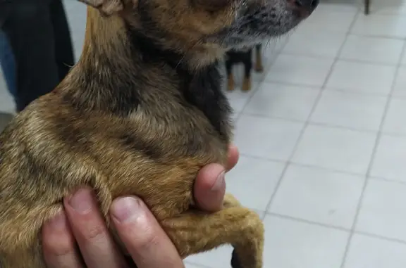 Собака Чихуа, коричневого окраса, ул. Перовской
