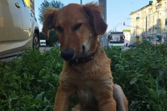 Собака найдена на ул. Ленина, 19 в Пензе
