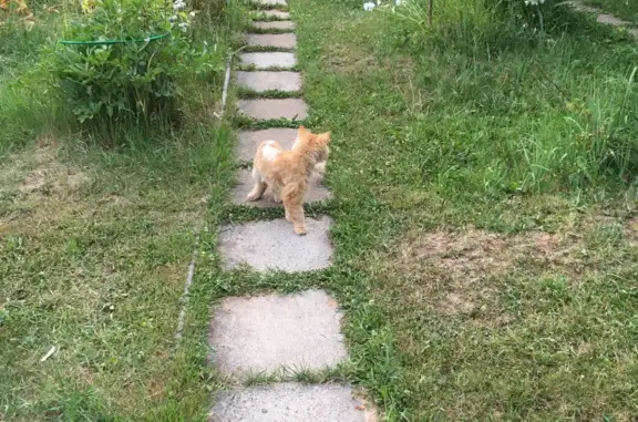 Найдена кошка в СНТ «Вишневый сад», г. Чехов. Ищем хозяев!