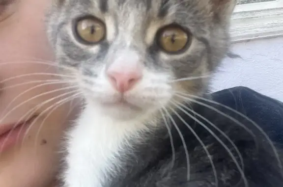 Пропала кошка Филя в Спешнево-Ивановском