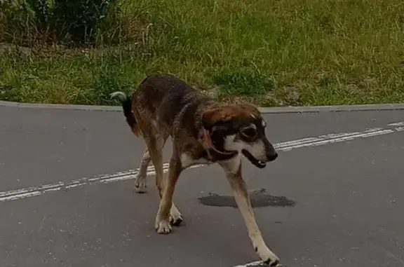Собака с ошейниками на ул. Льва Яшина, Москва