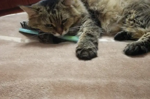 Кошки потеряшки, Набережные Челны, фото: Потеряшка кошка Велла возле Парка Победа