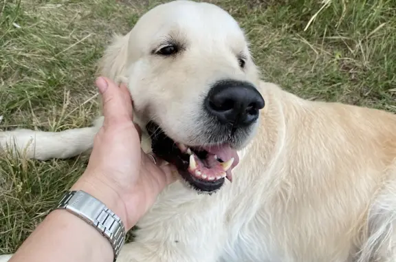 Найдена собака, Верхнее Санчелеево, фото: Найдена собака в Лопатино, Верхнее Санчелеево