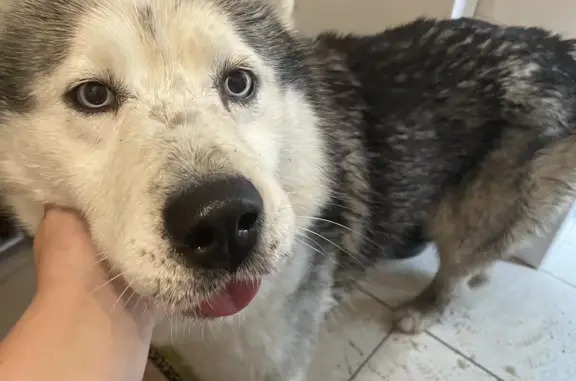 Найдена собака, Санкт-Петербург, фото: Найдена собака в Зеленогорске, ищем хозяев