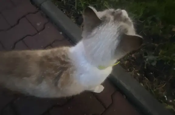 Найдена кошка около Урицкого 25, Ленина 11, Новосибирск
